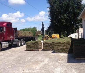 Celebration Bermuda delivered to Palmetto Florida