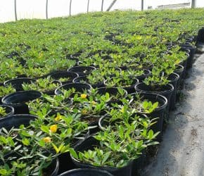 1 gallon Containers Perennial Peanut