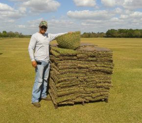 Pallet of Tifway 419 Sod