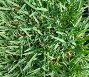 Empire Zoysia