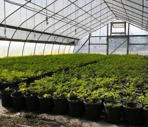 Greenhouse full of Ecoturf Perennial Peanut Containers