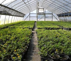 Greenhouse full of Ecoturf Perennial Peanut Containers