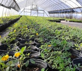 Greenhouse full of Ecoturf Perennial Peanut Containers