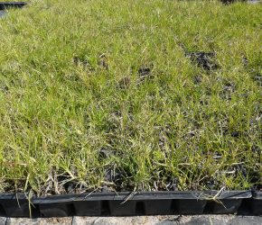Native Paspalum Plugs