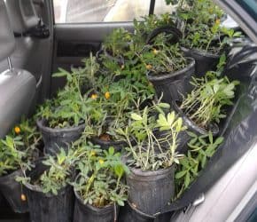 Carload of Ecoturf Containers