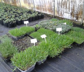 Samples of Different Types of Turf