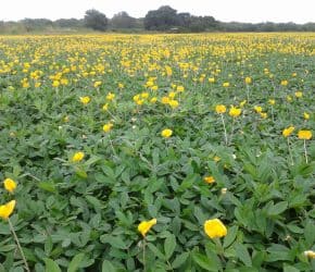 Ecoturf Perennial Peanut in Full Bloom