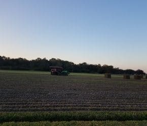 Harvesting Empire Zoysia