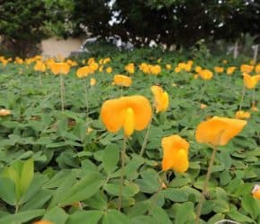 Perennial Peanut Close Up