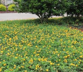 Ecoturf Perennial Peanut