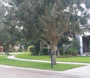 Perennial Peanut in Landscape