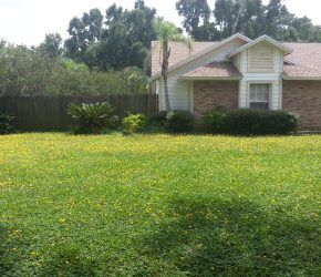 Empire Zoysia Lithia Florida