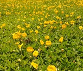 Peanut Sod in Full Bloom Close Up