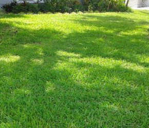 Seville Sod Shade