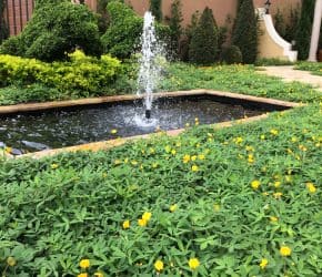 Peanut sod around a Fountain Miami Florida