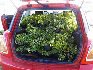 Red Mini Cooper with Perennial Peanut Plants