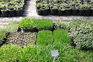 Read more about the article Your Guide to Selecting a Drought-Tolerant Sod Grass