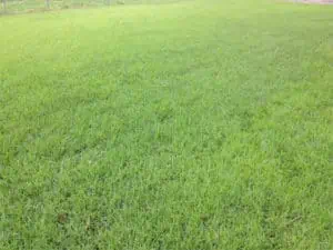  Zoysia Sod