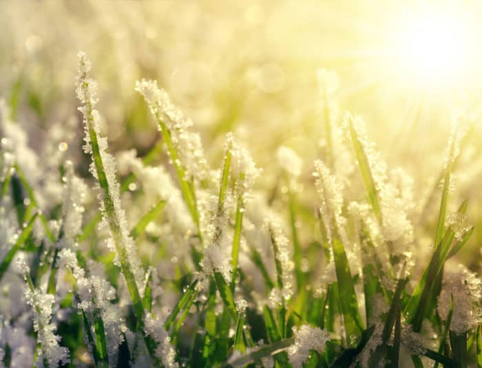 Why Frost is Not a Problem for Turf Grass Tampa Sod Farm