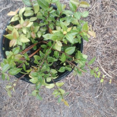 Asiatic Jasmine Minima Groundcover – 1 Gal Pot P/U Only