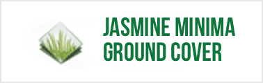 jasmine-minima-ground-cover-image