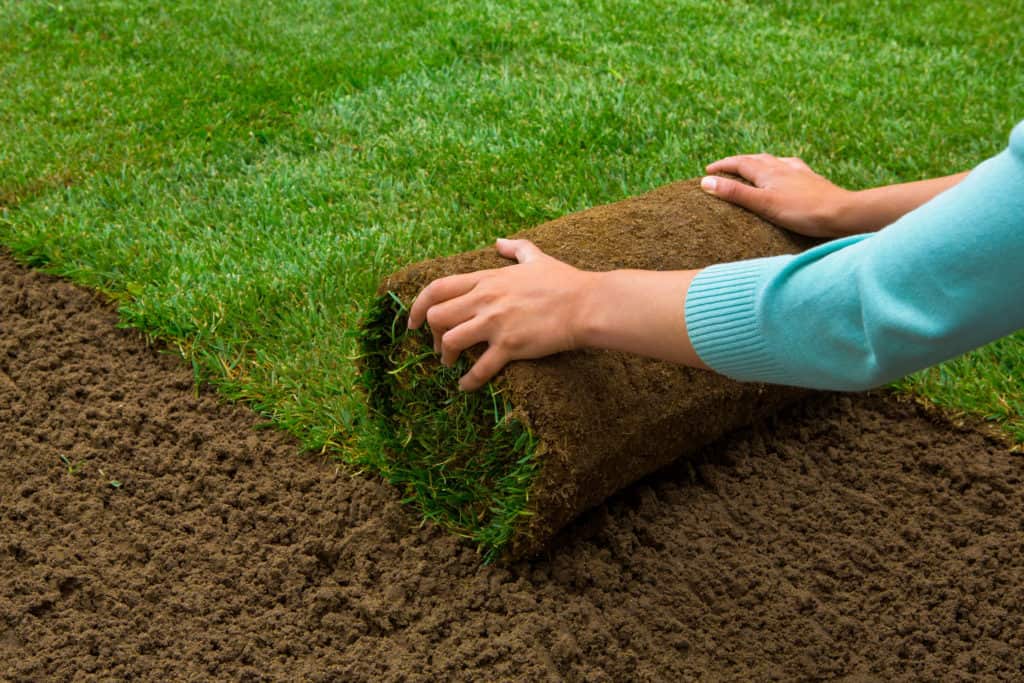 The Best Time to Plant Sod in Florida Tampa Sod Farm