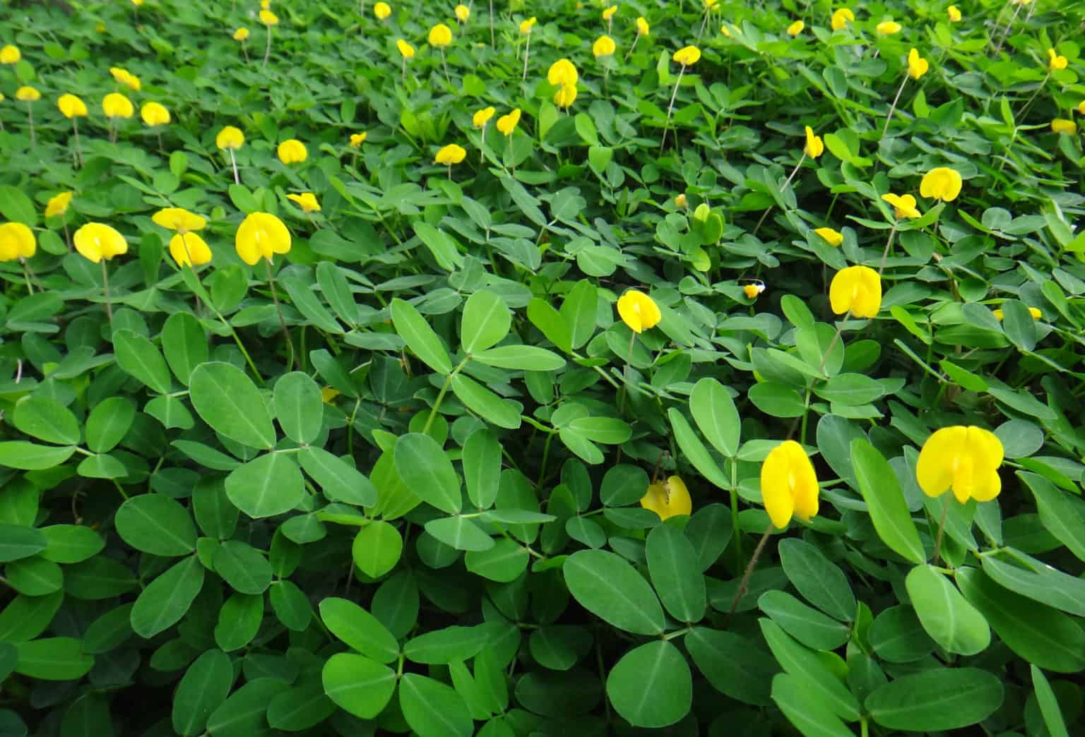 Perennial Peanuts Ideal Groundcover for Florida Lawns