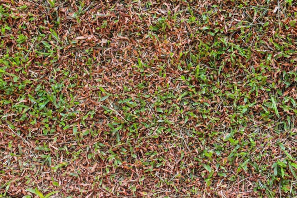 Why Is My Grass Turning Brown And Dying at Virginia Thompson blog