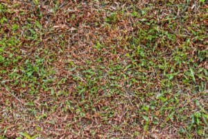 My Grass Turning Brown