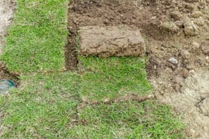 Reasons Your Sod is Not Taking Root