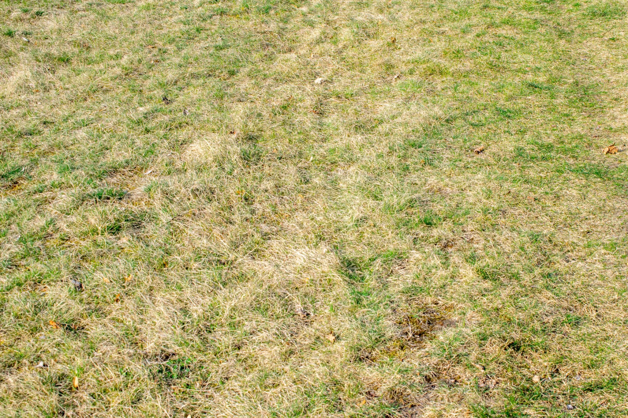 Why Is My Empire Zoysia Lawn Turning Brown? 3 Big Tips