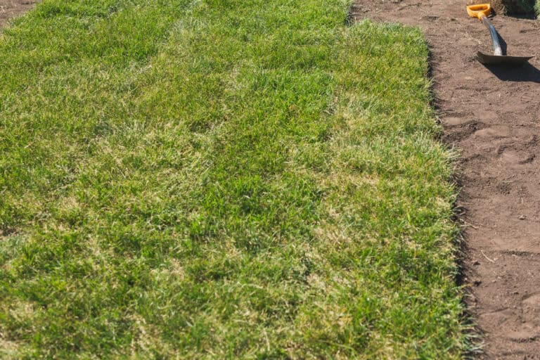 Choosing The Right Quality Sod For Your Florida Lawn