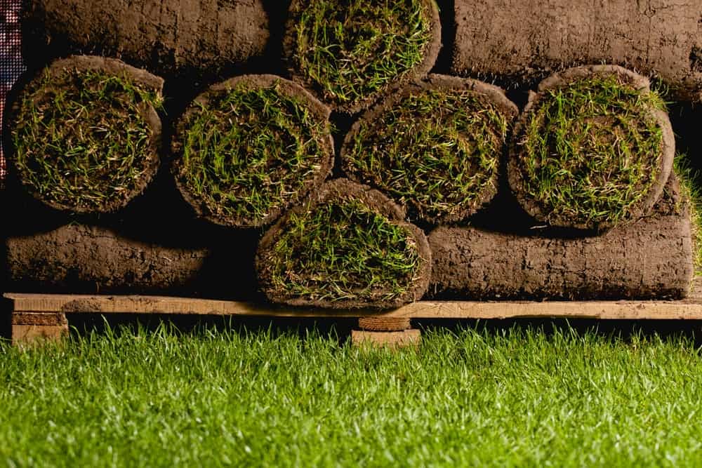 Is Your Sod Bad Warning Signs And Tips For Spotting Quality Sod In Florida