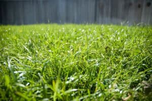 Read more about the article Essential Tips For Maintaining Bermuda Turf During Tampa Bay’s Summer Heat