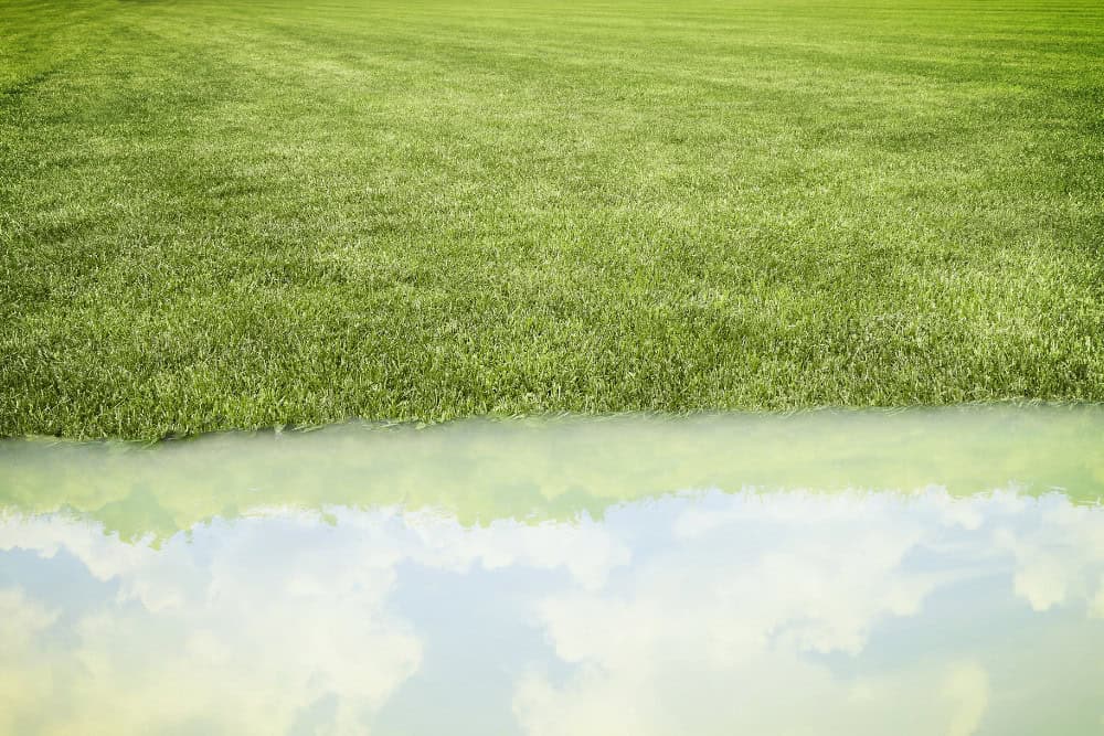Understanding The Impact Of Saltwater On Sod Health The Effects Of Storm Surges And Hurricanes In Florida