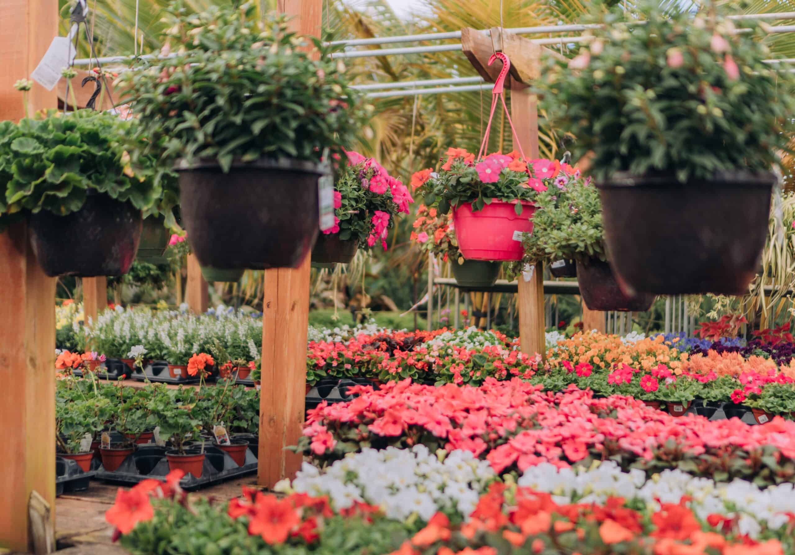 Read more about the article Introducing Our New Garden Center: What to Expect and Why You’ll Love It