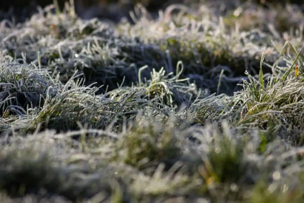 How to Treat Frost-Damaged Plants and Grass in Tampa Landscapes