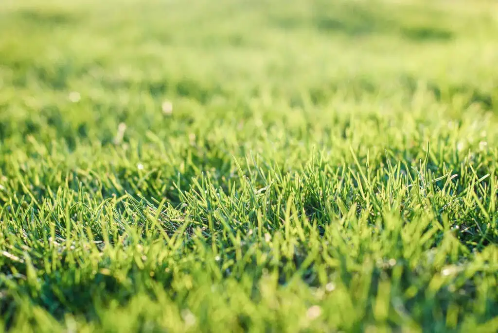 Best Sod Types for Hot Climates