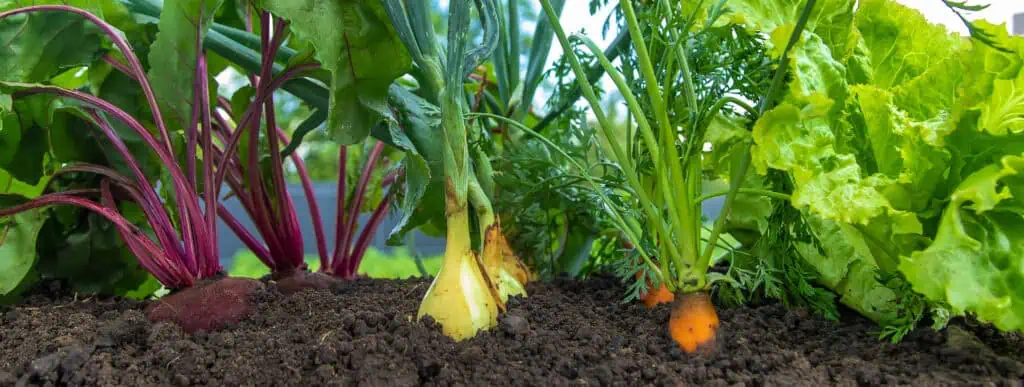 Best Summer Vegetables to Grow in Florida