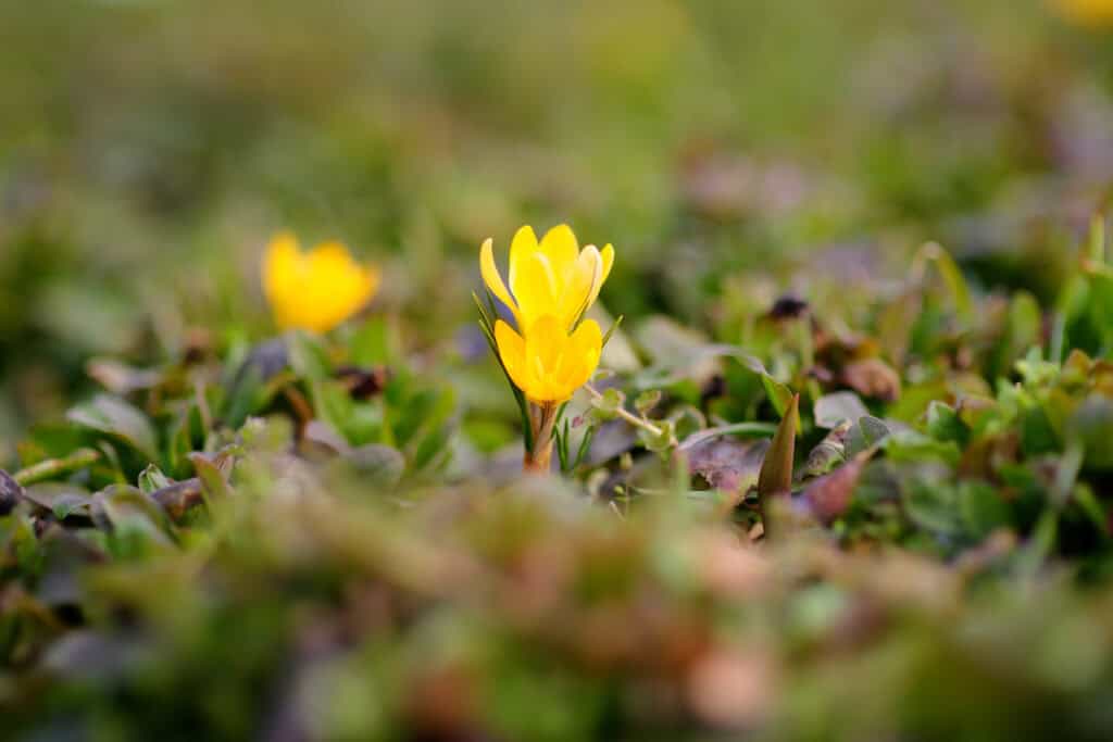 Perennial Peanut