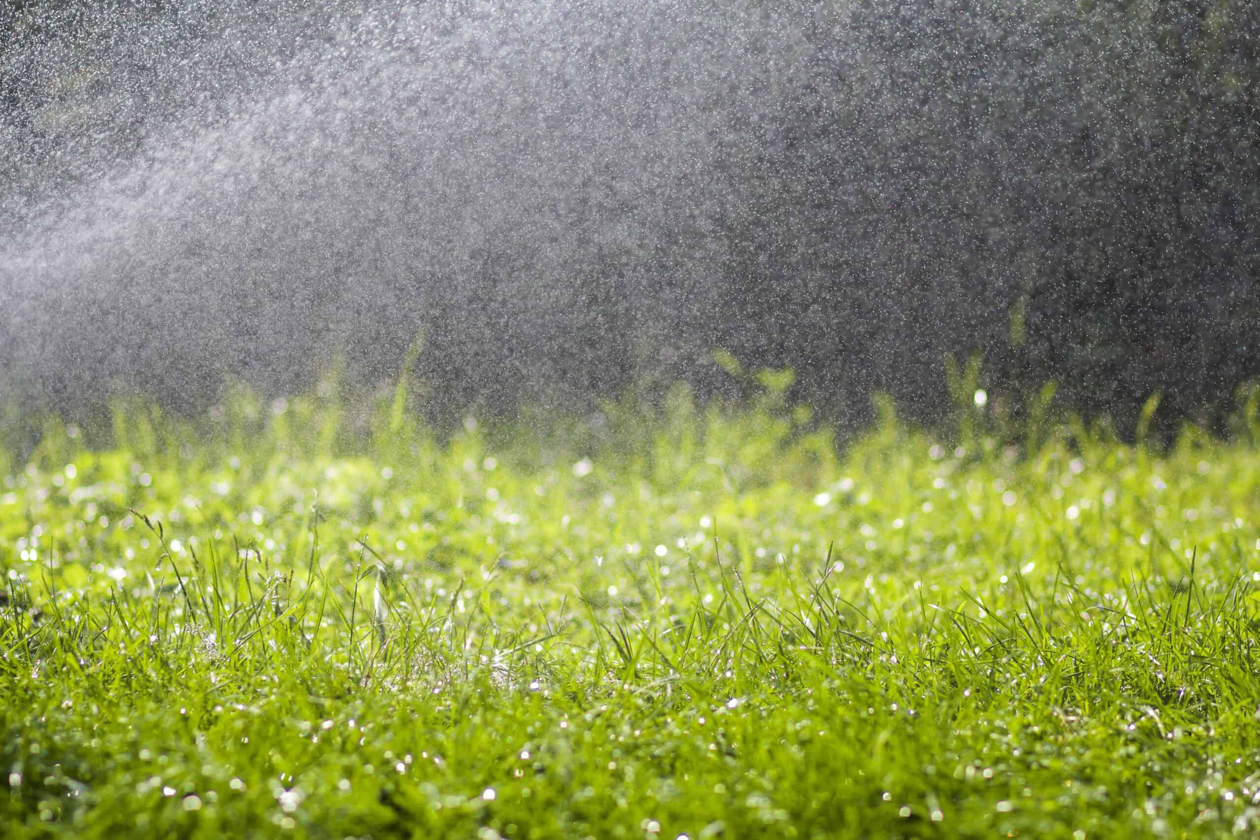 Read more about the article Deep Watering vs. Frequent Misting: What’s the Difference?