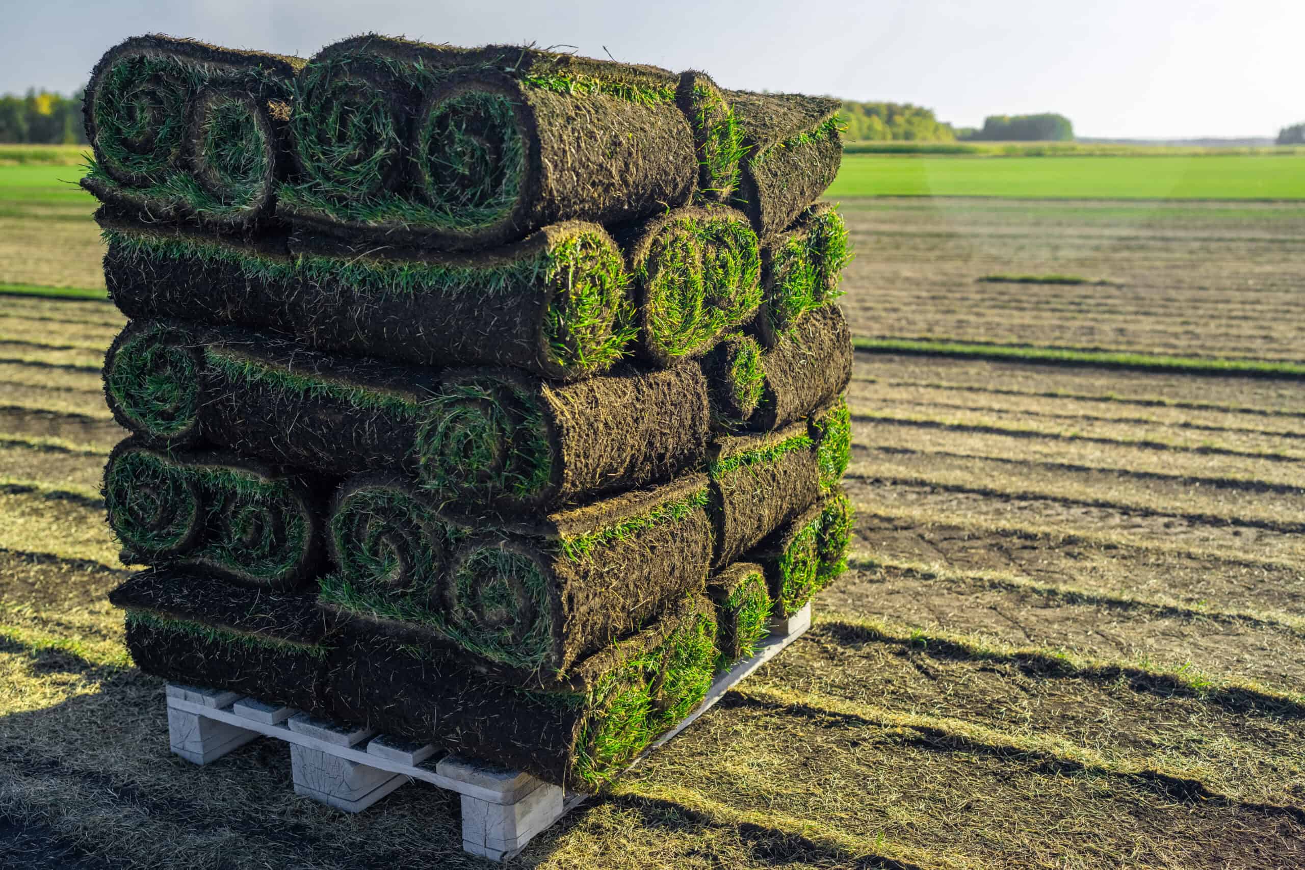 Read more about the article How Much Sod Do I Need? Getting Your Order Right the First Time