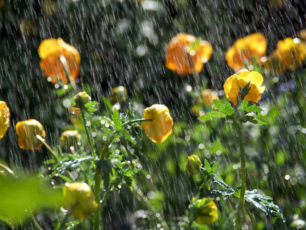 How to Prepare Your Garden for Storms
