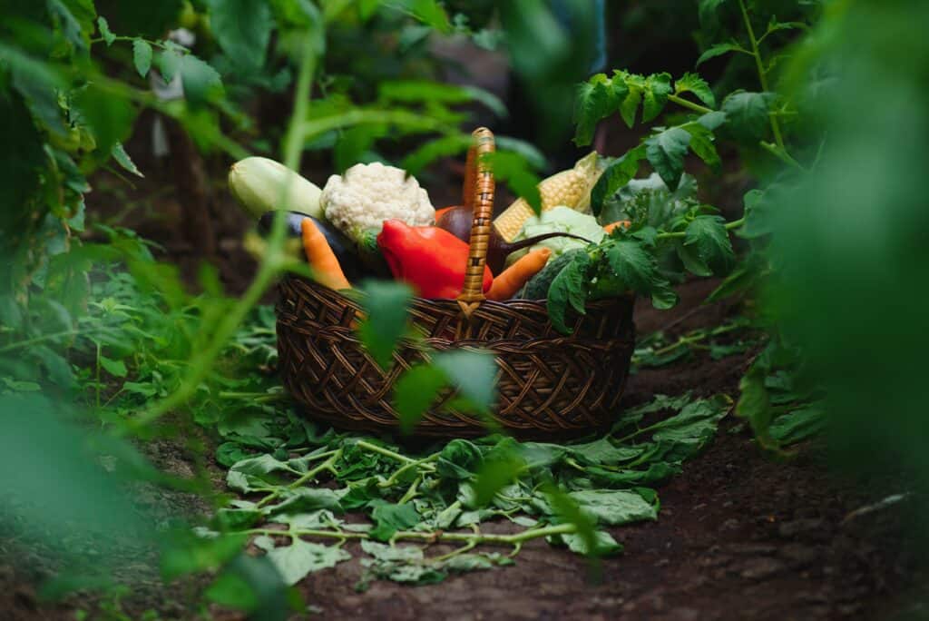 Fall Planting Tips for Your Florida Garden