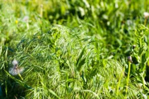 How Scotts ProVista Sod Makes Weed Control Simple