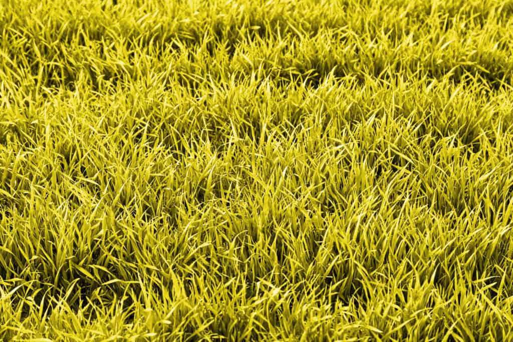 Why Your New Sod Turns Yellow: When It's Normal vs. a Warning Sign