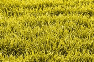 Why Your New Sod Turns Yellow: When It's Normal vs. a Warning Sign