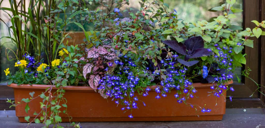 Container Gardening in Florida: Best Plants and Soil Tips for Small Spaces